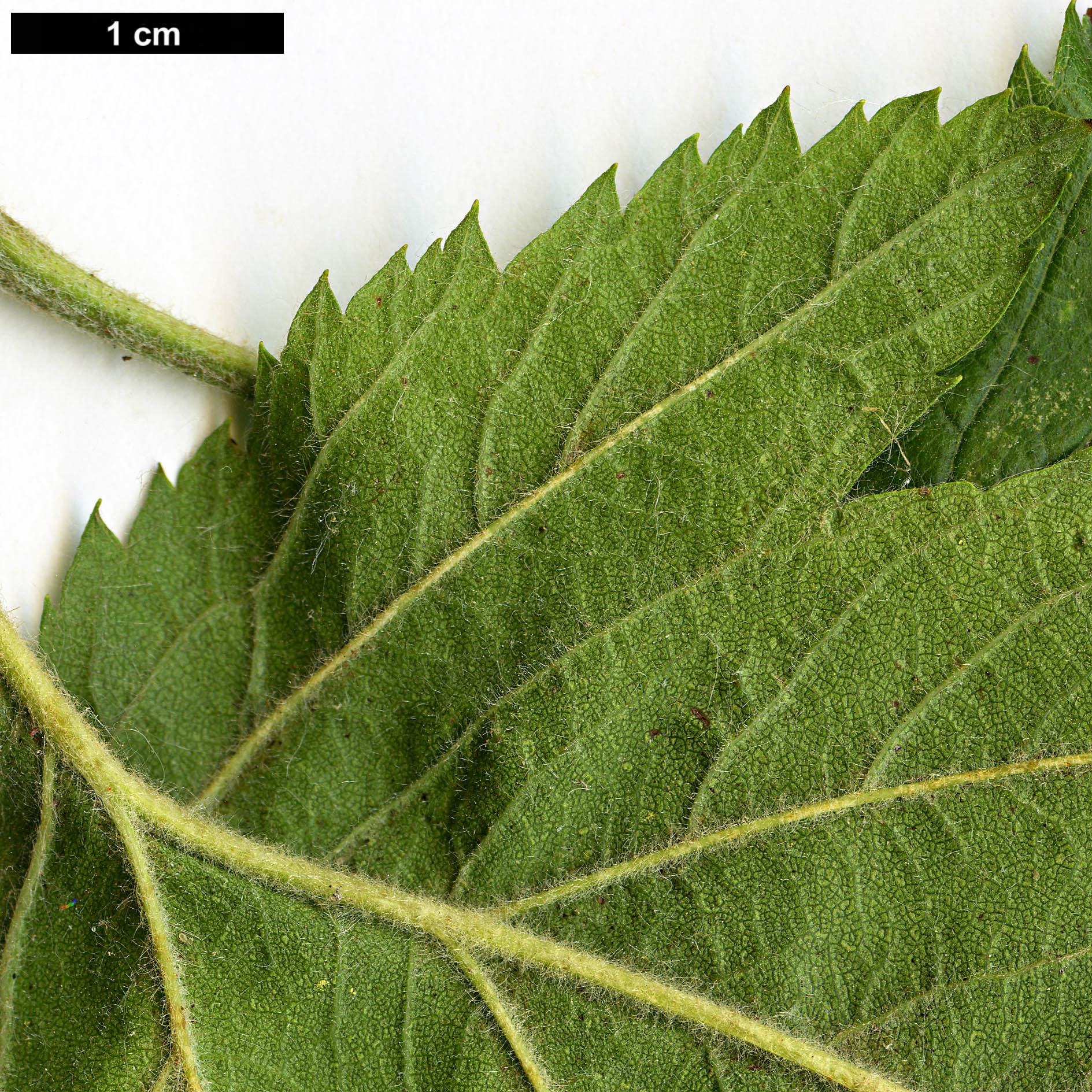 High resolution image: Family: Rosaceae - Genus: Crataegus - Taxon: texana